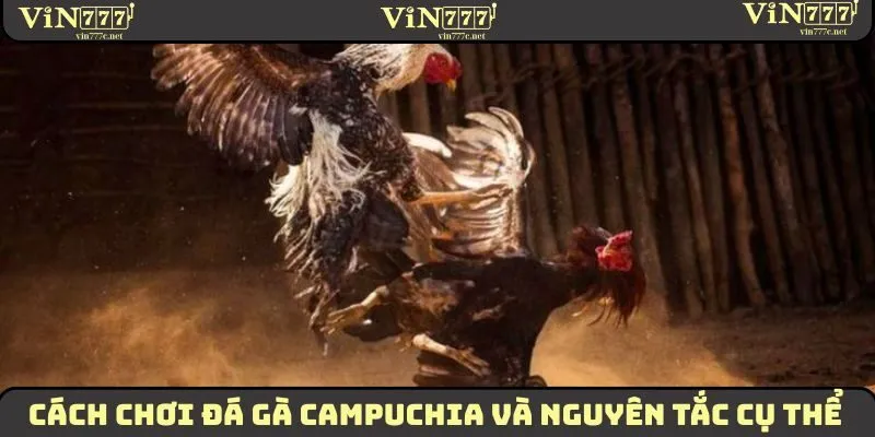 Cách Chơi Đá Gà Campuchia Dành Cho Hội Viên Mới 2025 1 Cách chơi đá gà Campuchia và nguyên tắc cụ thể