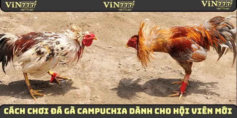 Cách Chơi Đá Gà Campuchia Dành Cho Hội Viên Mới 2025 2 Cách chơi đá gà Campuchia 2025