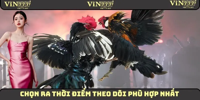 Xem Đá Gà Trực Tuyến VIN777 - Chất Lượng Cao, Sắc Nét 3 Chọn ra thời điểm theo dõi phù hợp nhất